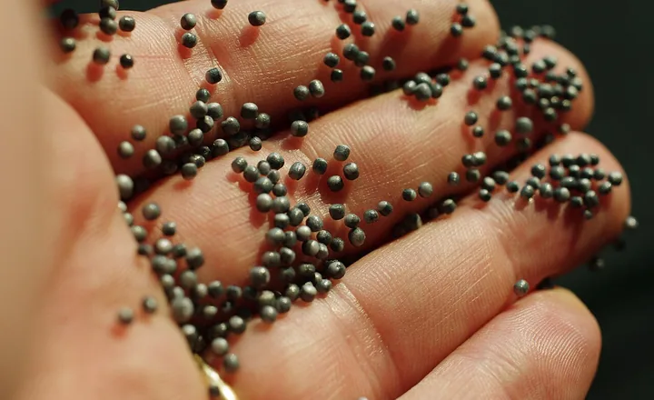EPS granules considered for self-insulating lightweight products